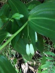 Polygonatum arisanense