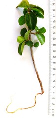 Ficus sur