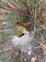 Oncopeltus spectabilis