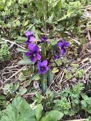 Viola philippica