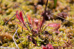 Drosera × obovata