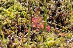 Drosera × obovata