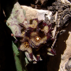 Apteranthes europaea judaica