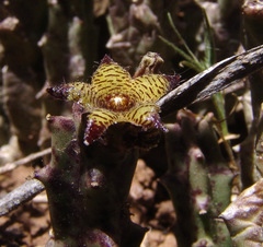 Apteranthes europaea judaica