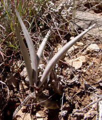 Apteranthes europaea judaica