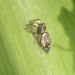 Heliophanus tribulosus