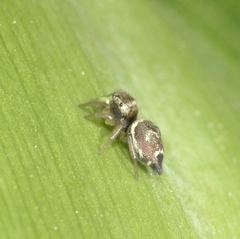 Heliophanus tribulosus