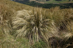 Chionochloa rigida rigida