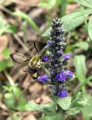 Hemaris tityus