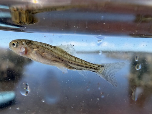 Sacramento Sucker