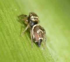 Heliophanus tribulosus