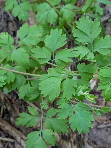 Corydalis flavula, 2026-05-17