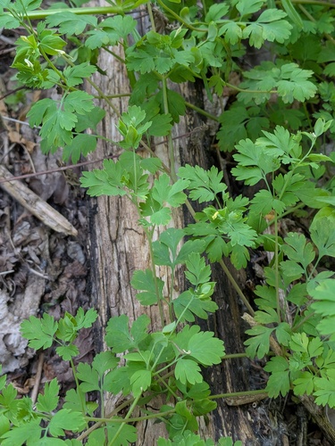 Corydalis flavula, photograph 3