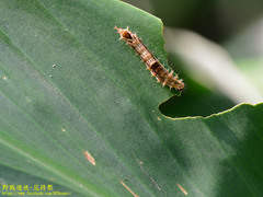 Drapetodes mitaria