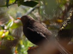 Turdus poliocephalus stresemanni