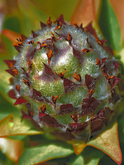 Leucadendron