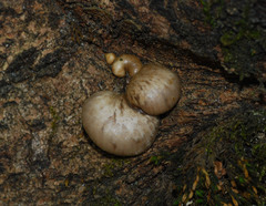 Pleurotus calyptratus