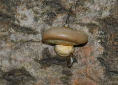 Pleurotus calyptratus