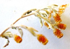 Helichrysum cochleariforme