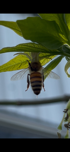 Western Honey Bee