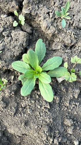 field penny-cress