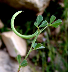 Trigonella spinosa