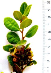 Lachnostylis bilocularis