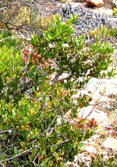 Lachnostylis bilocularis