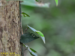 Tituria planata