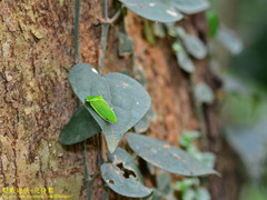 Tituria planata