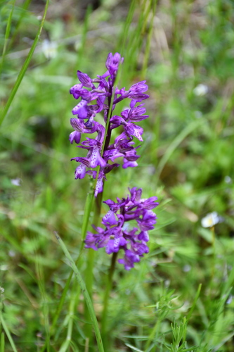 green-winged orchid