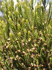 Erica reunionensis image