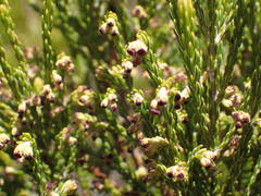 Erica reunionensis image