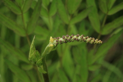 Actaea simplex