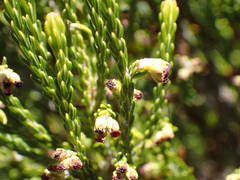 Erica reunionensis image