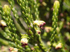 Erica reunionensis image