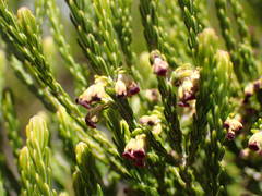 Erica reunionensis image