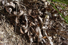 Chionochloa rigida rigida