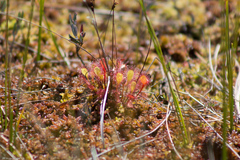 Drosera × obovata
