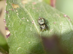 Heliophanus tribulosus