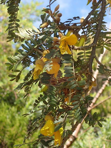 Sophora denudata image