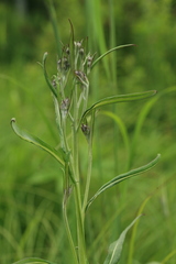 Saussurea amurensis