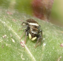 Heliophanus tribulosus