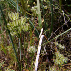 Torilis tenella