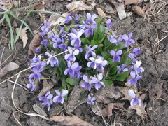 Viola ambigua