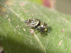 Heliophanus tribulosus