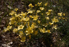 Linum mucronatum