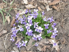Viola ambigua