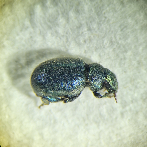 Miloderes viridis