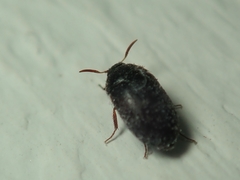 Attagenus schaefferi